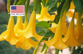 Image result for Brugmansia aurea