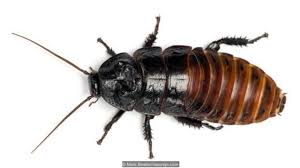 We did not find results for: Kecoa Tidak Tahan Radiasi Dan Sebagian Besar Bukanlah Hama Bbc News Indonesia