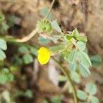 Image result for Medicago laciniata