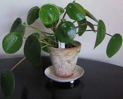 Chinese Money Plant Chinese Money Plant Small Indoor Plants Plants