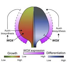 Sep 13, 2011 · cell parts 4. A Wox Auxin Biosynthesis Module Controls Growth To Shape Leaf Form Sciencedirect