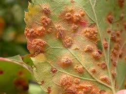 Leaf spots are olive green at first, later turning dark brown to black. 12 Common Apple Tree Diseases And How To Treat Them Rhythm Of The Home