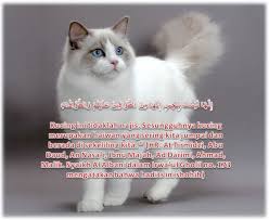 Hindari Dosa Dengan Memelihara Kucing