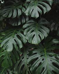 Monstera Plantas Flores Fotografia