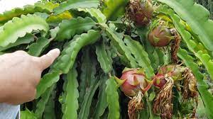 Top 5 Don Ts In Growing Dragon Fruit My Own Experience Youtube How To Grow Dragon Fruit Dragon Fruit Dragon Fruit Cactus