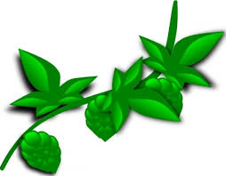 Hops vector visual graphic icons, design or logos, ideal for beer, stout, ale, lager, bitter labels and packaging. Galeria De Imagenes De Planta De Lupulo Vector Gratis
