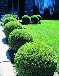 Our 2 gallon pots are about 9 inches across. Boxwood Green Velvet Many Sizes To Choose From Terra Greenhouses