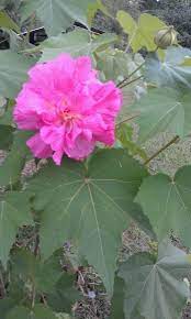 Confederate Rose Sun Loving Plants Beautiful Flowers Plants