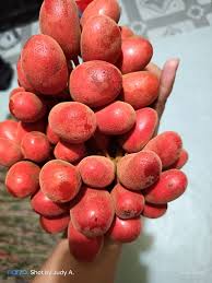 Image result for Uvaria edulis