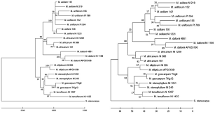 Image result for Macrotyloma daltonii