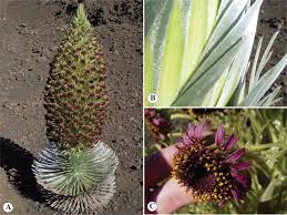 Image result for Lobelia welwitschii