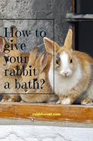 A bath two or three times a week in the first year is fine. Giving Your Rabbit A Cleaning Service Is Not As Hard As You May Have Thought A Shower For Your Rabbit Is Not A Very Pleasant Expe Rabbit Pet Bunny Pamper Pets