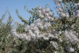 Image result for Eriocephalus microphyllus