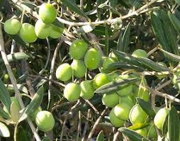Image result for olive trees israel
