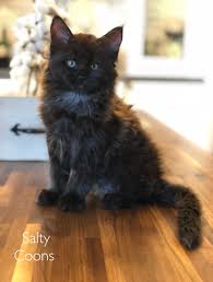 These adorable kittens are available for adoption in miami, florida. Maine Coon Kittens For Sale In Tampa Florida Breeding For Over 20 Years