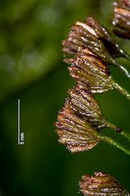 Image result for Schizaea