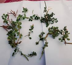 Image result for Argyrolobium