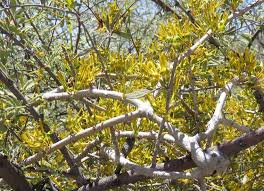 Image result for Acacia welwitschii