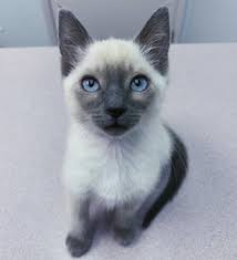 Great with kids and other home pets. Elena Siamese Kittens Siamese Kittens For Sale