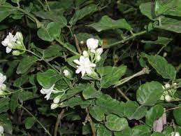 Melati Bunga Nasional Indonesia Melati Termasuk Jenis Tanaman Bunga Hias Yang Kayunya Bercabang Cabang Yang Jasmine Flower White Jasmine Flower African Plants