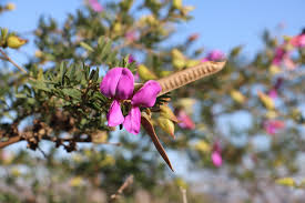 Image result for Micrococca capensis