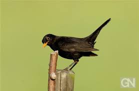Die amsel gilt in australien vielerorts als schädling, weil sie in obstplantagen, gärten oder weinbergen schaden anrichtet, …teilweise wird sie von plantagenbesitzern abgeschossen.wikimatrix wikimatrix. Nabu Gibt Tipps Zum Erhalt Der Artenvielfalt