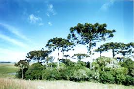 Image result for Chamaecrista zambesica