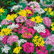 Score deals on flowers & plants. Allium Bulbs Small Flowering Mix Fall Flower Bulbs Eden Brothers