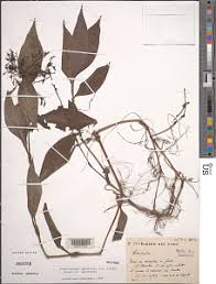 Image result for Stanfieldiella imperforata