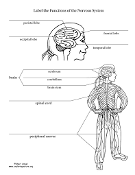 The nervous system, along with the endocrine system, regulates homeostasis. Nervous System Parts And Functions Labeling Page