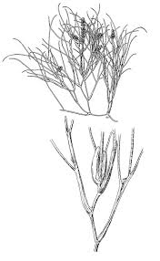 Image result for Stuckenia