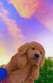 Pin By Ihxn On An Mals In 2020 Cute Little Animals Cute Baby Animals Cute Animals