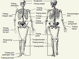 Check spelling or type a new query. Kerangka Bagian Bagian Tubuh Manusia Dan Alat Indranya Gambar