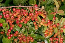 Image result for Searsia tenuinervis