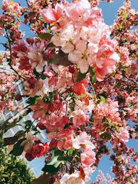 At The End Of April Apple Trees Begin To Blossom In Almaty The Tree And City Have Long Been Associated Almaty W Trees To Plant Almaty Cherry Blossom Season