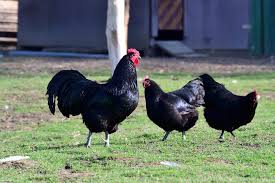 We did not find results for: Australorp Chicken Breed Guide Know Your Chickens