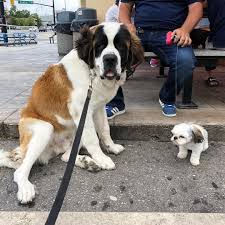 Black And White St Bernard Puppy Were Both 8 Months Old St Bernard Puppy St Bernard Dog Gifts