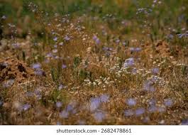 Image result for Wahlenbergia undulata