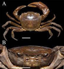 Image result for Dinebra caudata