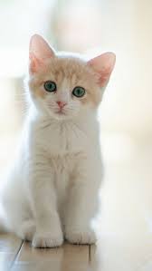 Essential Advice And Guidance For New Cat Owners You Can Find Out More Details At The Link Of The Image Catscute Baby Cats Cute Baby Cats Cute Animals