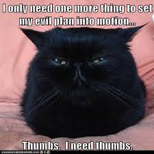 I Only Need One More Thing Cute Black Cats Cats Funny Animal Pictures