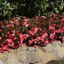 Image result for Begonia rostrata