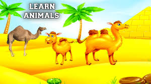 Learn Animals Living In The Desert Colde Yasayan Hayvanlar Youtube