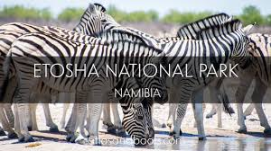 Etosha national park is a national park in northwestern namibia. Etosha National Park Namibia Youtube