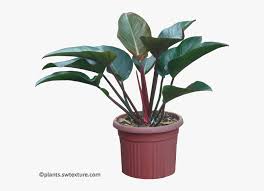 Offering you a complete choice of products which include philodendron red congo plant. Philodendron Red Congo Red Congo Plant Transparent Free Transparent Clipart Clipartkey