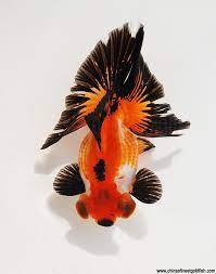 Maybe you would like to learn more about one of these? 10 Goldfish Goldfish Aquarium Colorful Fish