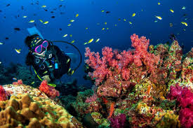 Young Woman Scuba Diving On A Beautiful Soft Coral Reef Park Inn By Radisson