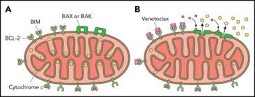 Image result for BCL2 Inhibitor