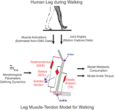 Anatomy 2 test 2 horse leg tendons study guide by matthewloock includes 20 questions covering vocabulary, terms and more. Plos Computational Biology Human Leg Model Predicts Ankle Muscle Tendon Morphology State Roles And Energetics In Walking