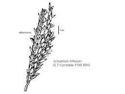 Image result for Ischaemum afrum